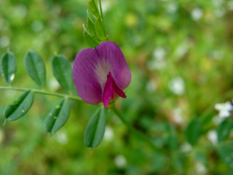 Vicia sativa s.l.