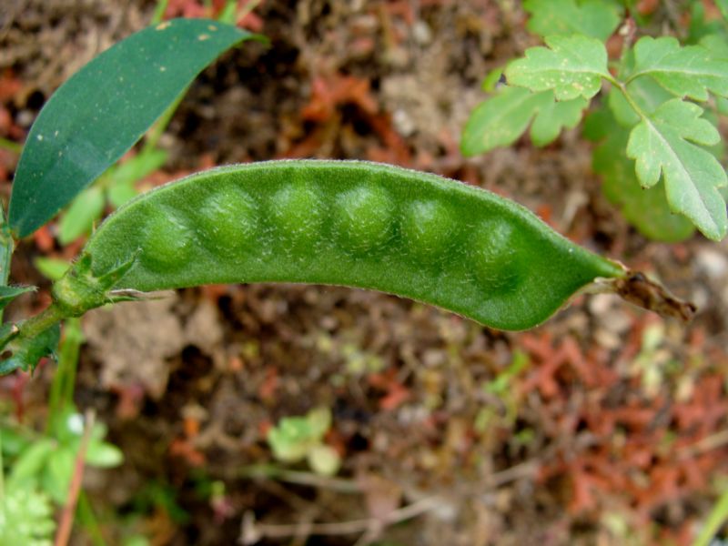 Vicia sativa s.l.