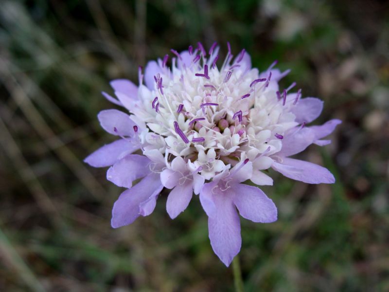 Sixalis atropurpurea