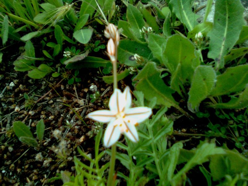 Liliacea? - Asphodelus fistulosus