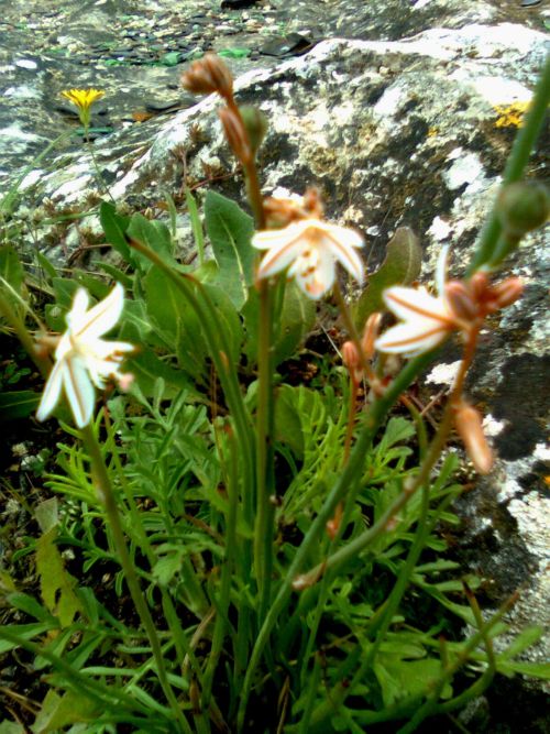 Liliacea? - Asphodelus fistulosus