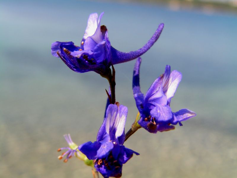 Delphinium halteratum