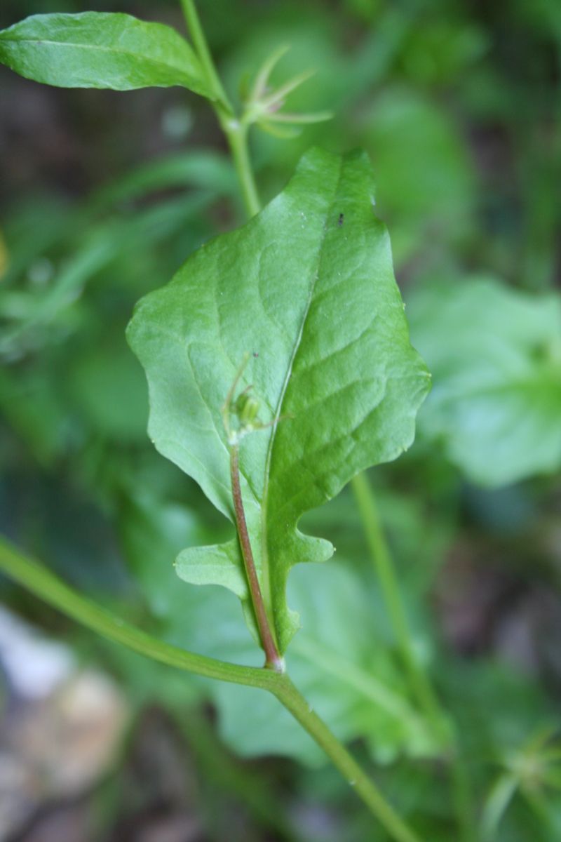 Rhagadiolus edulis / Radicchio lirato