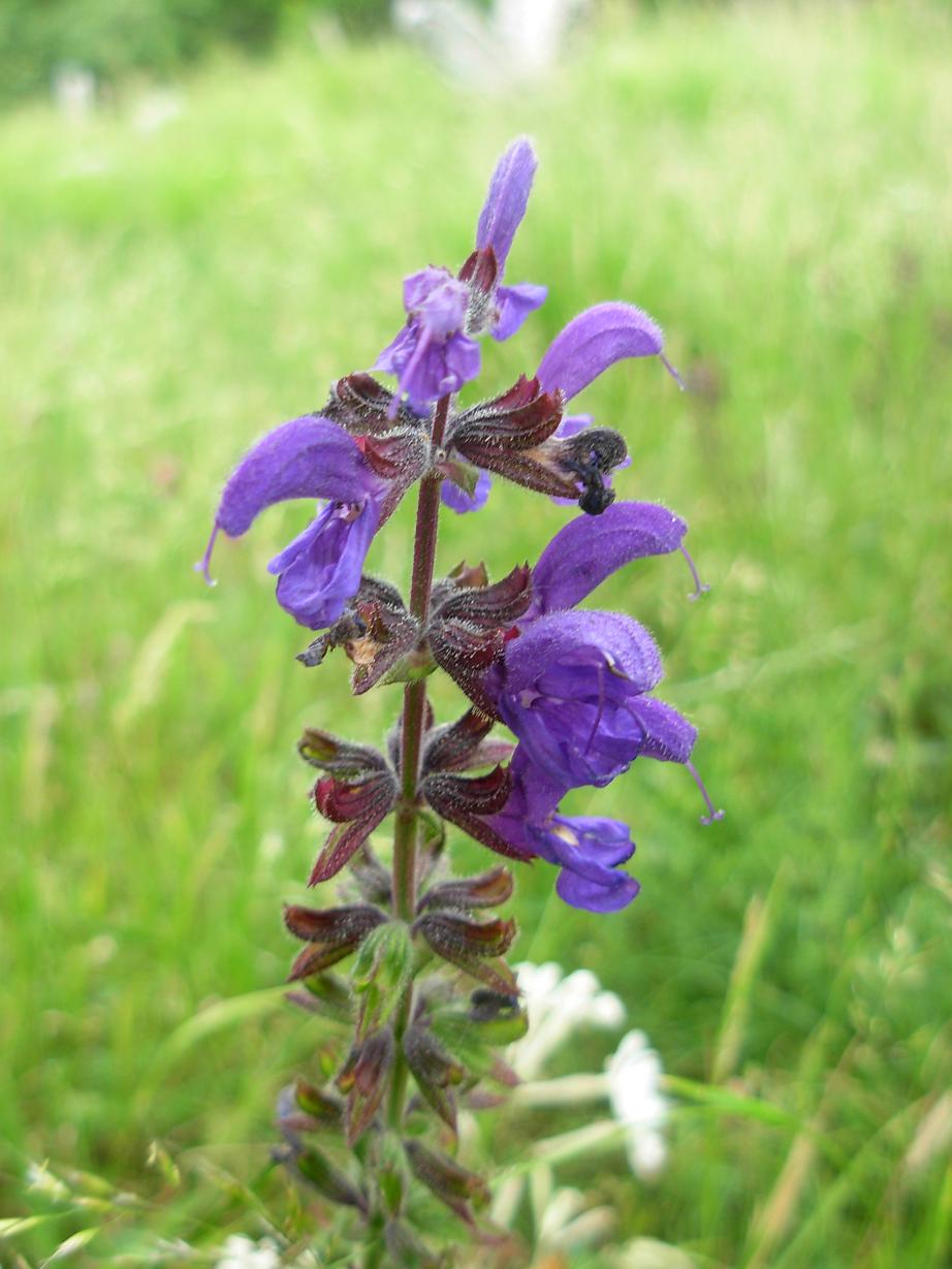 Labiata viola di montagna  - Salvia pratensis