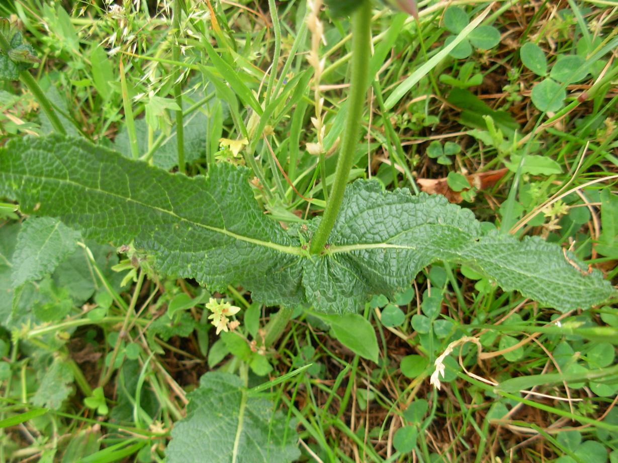 Labiata viola di montagna  - Salvia pratensis