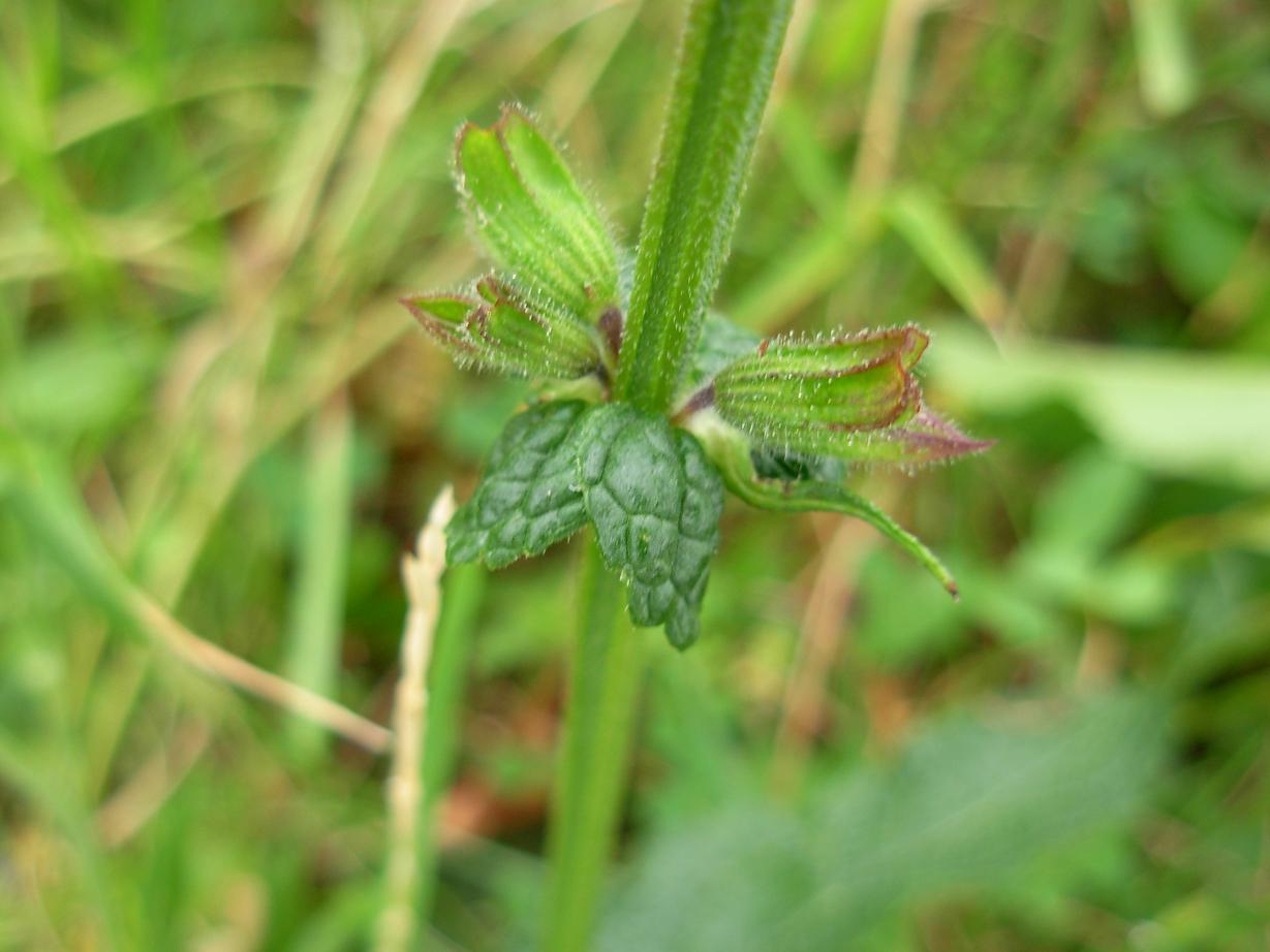 Labiata viola di montagna  - Salvia pratensis