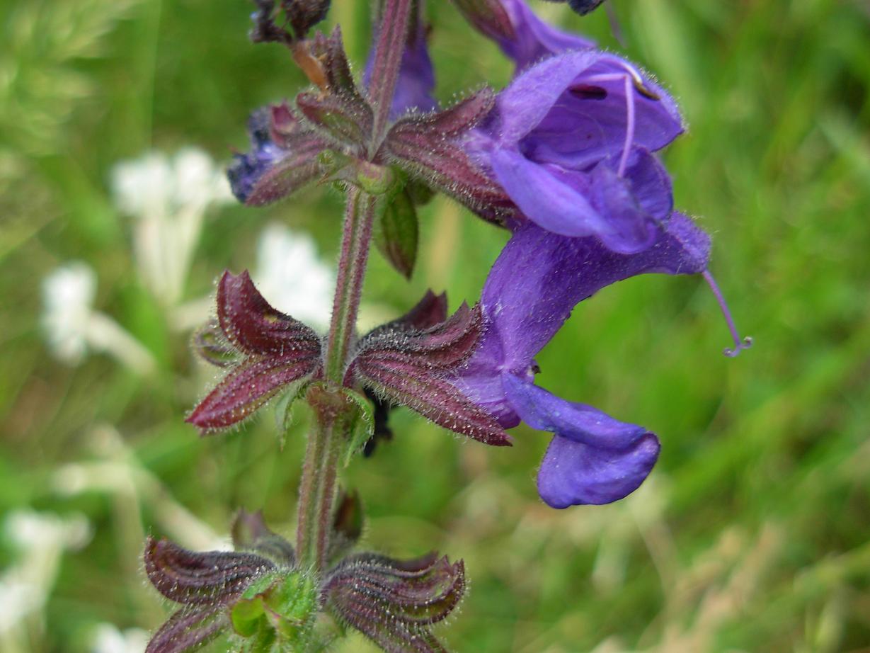 Labiata viola di montagna  - Salvia pratensis