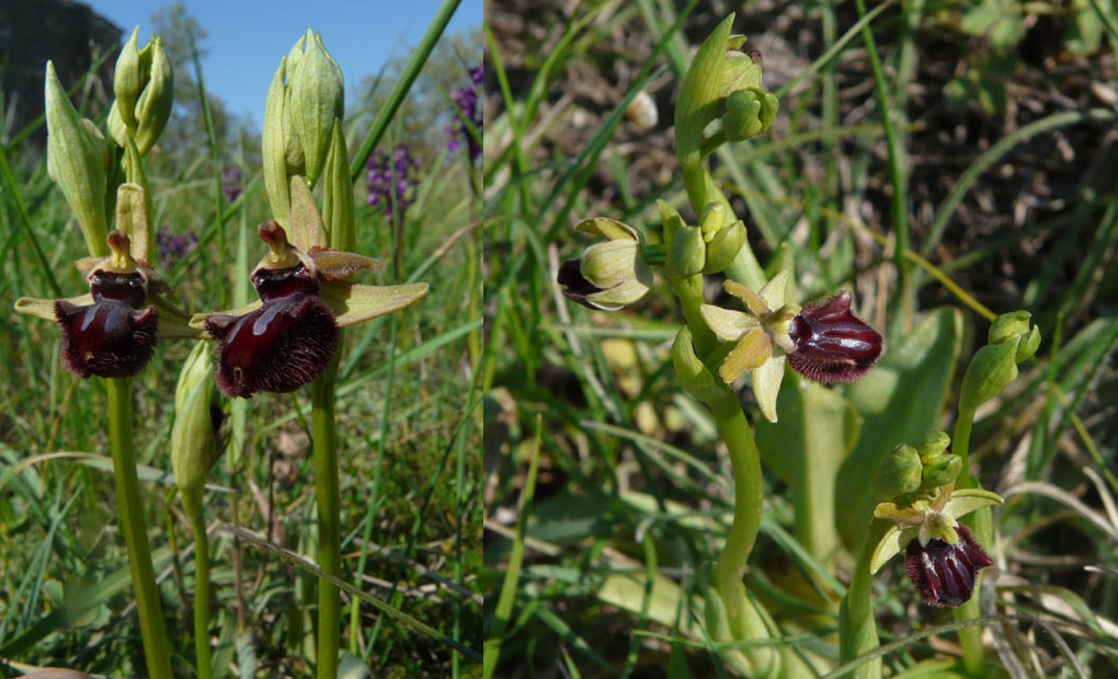 Ophrys istriane