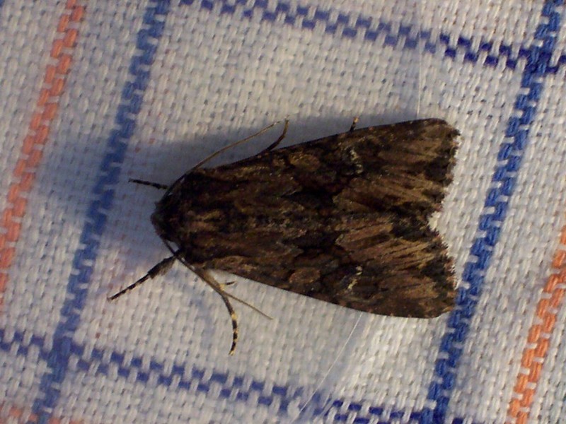 Identificazione Noctuidae (?) - Mniotype solieri