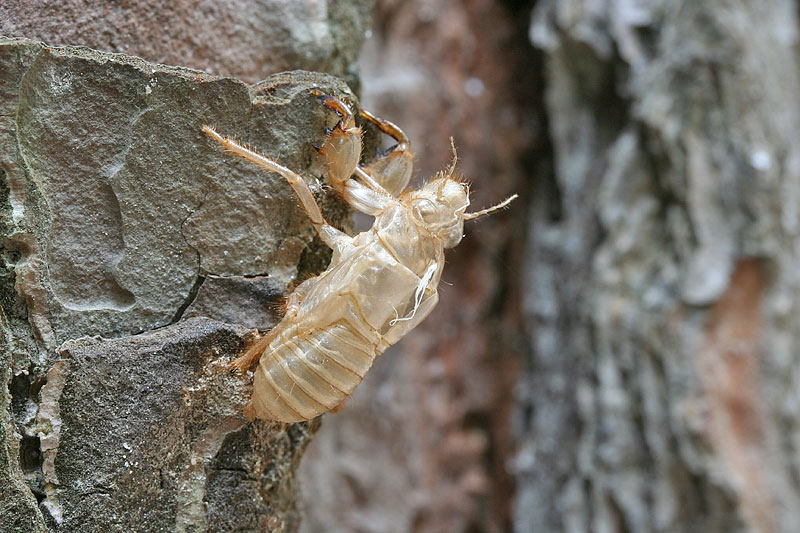 Exuviae cicale