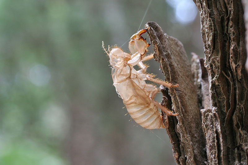 Exuviae cicale