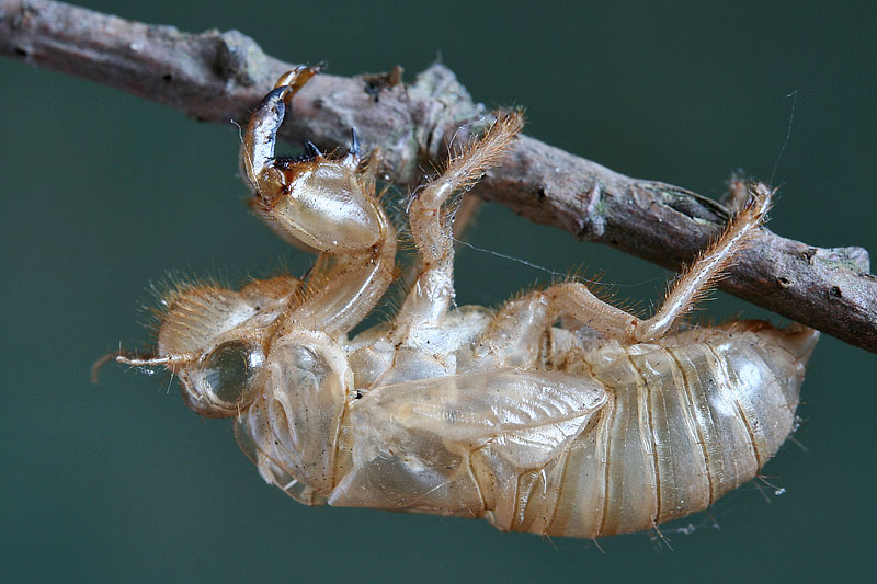 Exuviae cicale