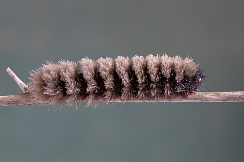 Amata sp - Larva