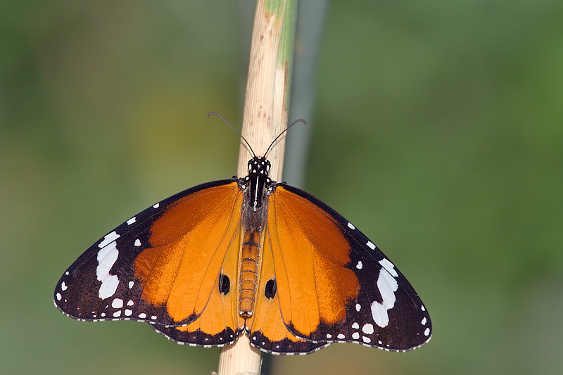 Danaus chrysippus