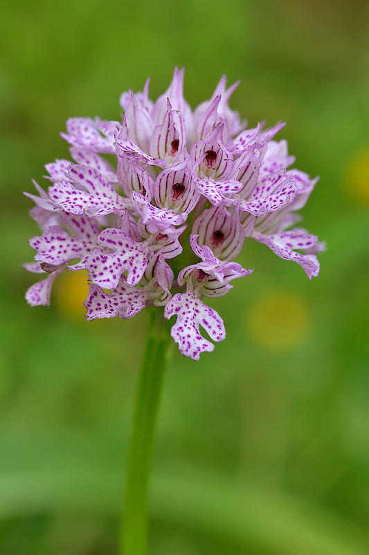 il meglio fiore 2008