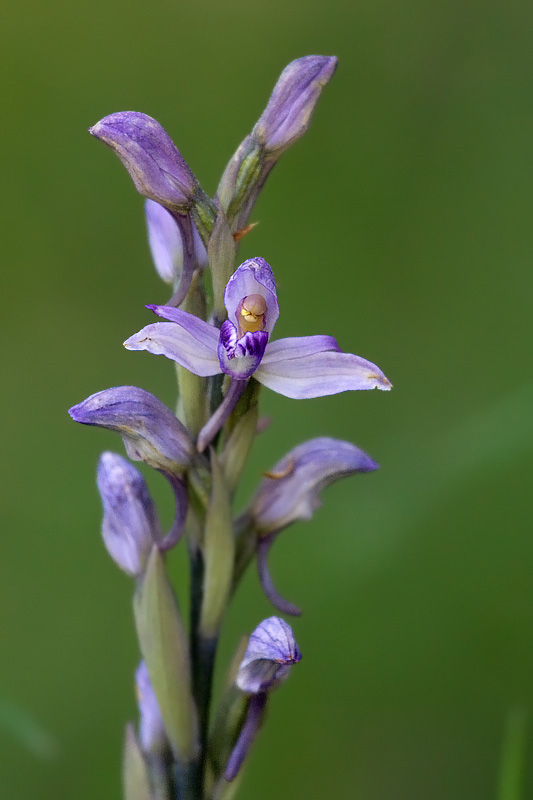 il meglio fiore 2008