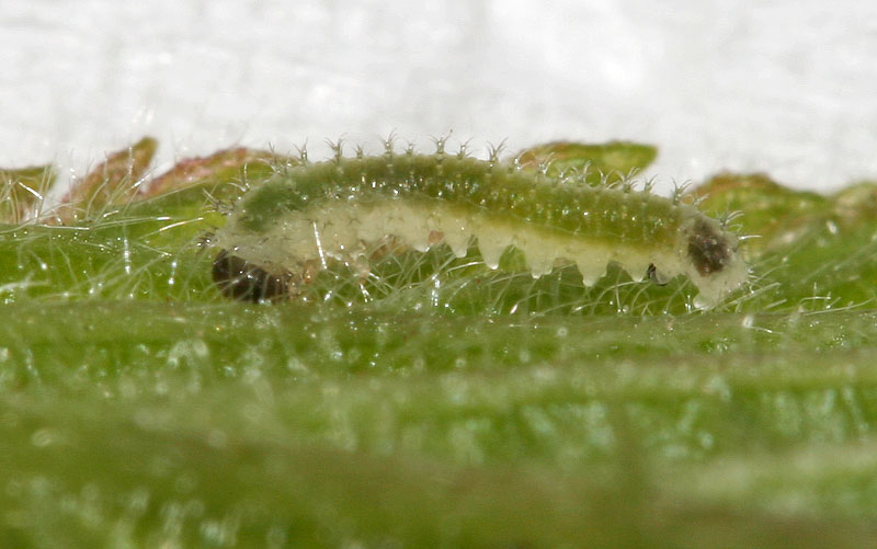Larva di Tenthredinidae (Periclista?)