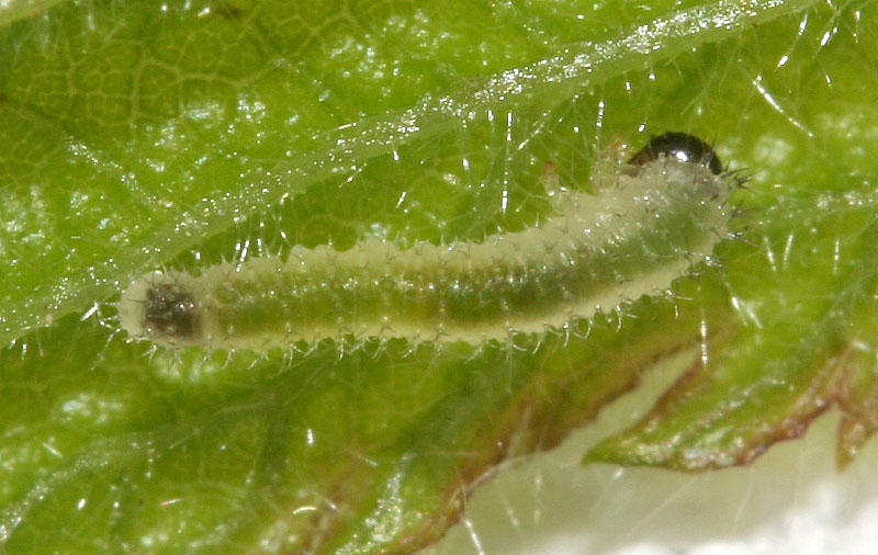 Larva di Tenthredinidae (Periclista?)