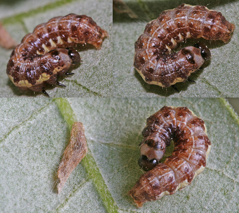 Larva da determinare - Microlepidottero?