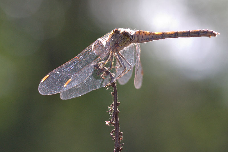 Libellula da identificare - Sympetrum striolatum