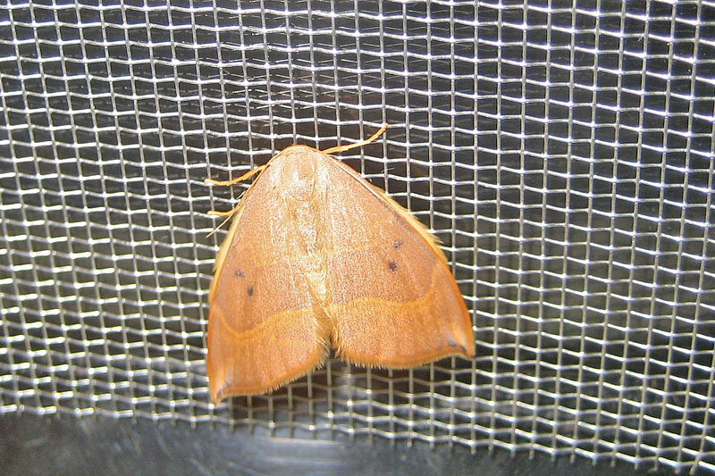 Bruco su Quercus ilex - Drepanidae