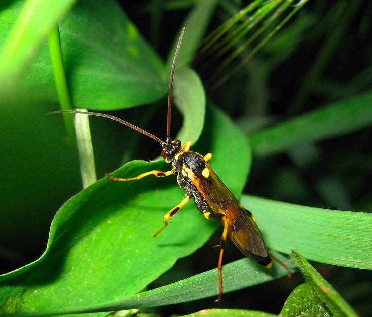Ichneumonidae: Diphyus sp.?