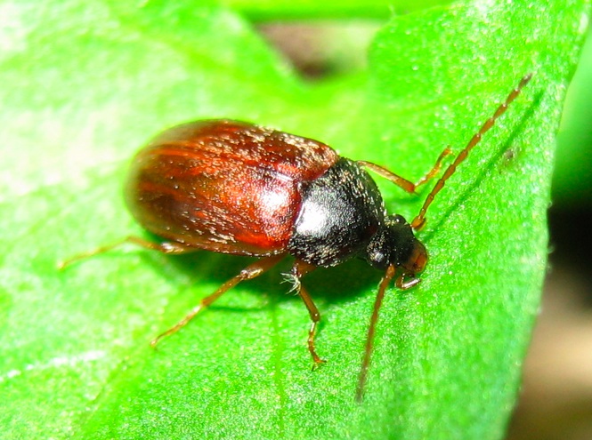 Alleculidae - Isomira sp.