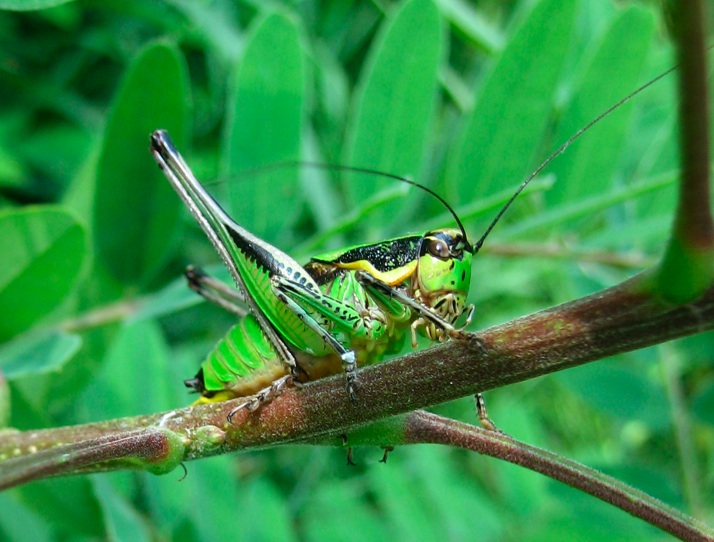 Eupholidoptera cfr. chabrieri