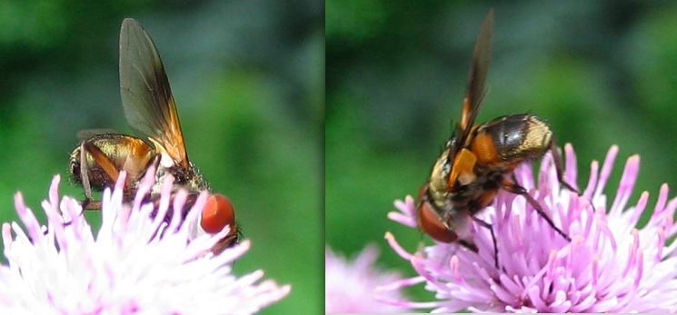 Ectophasia sp. (Tachinidae)