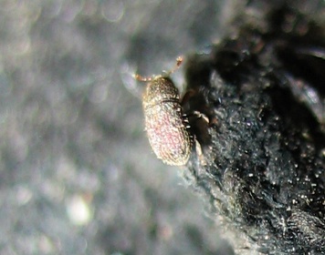 Minuscolo Scolytidae: Phloeophthorus rhododactylus