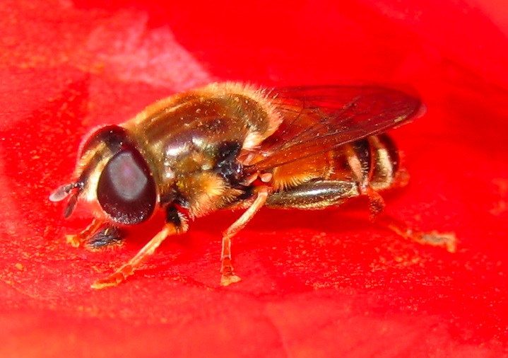 Syrphide su papavero (Merodon sp.)