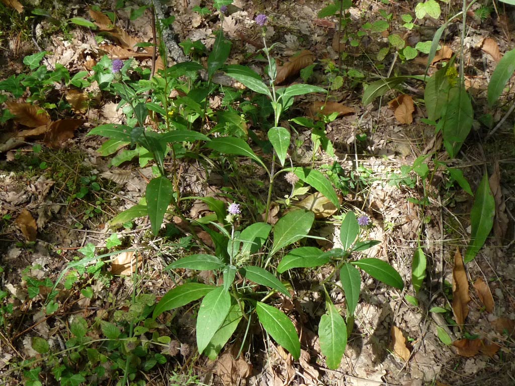 Succisa pratensis / Morso del diavolo