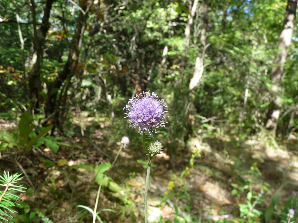 Succisa pratensis / Morso del diavolo