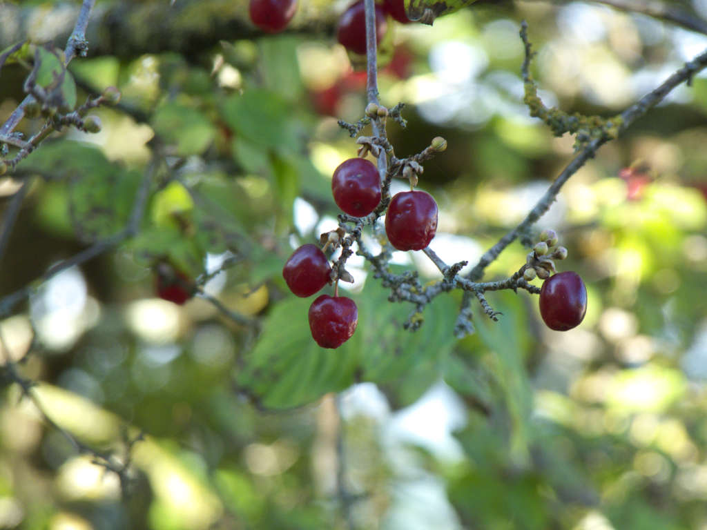 Cornus mas di Travale