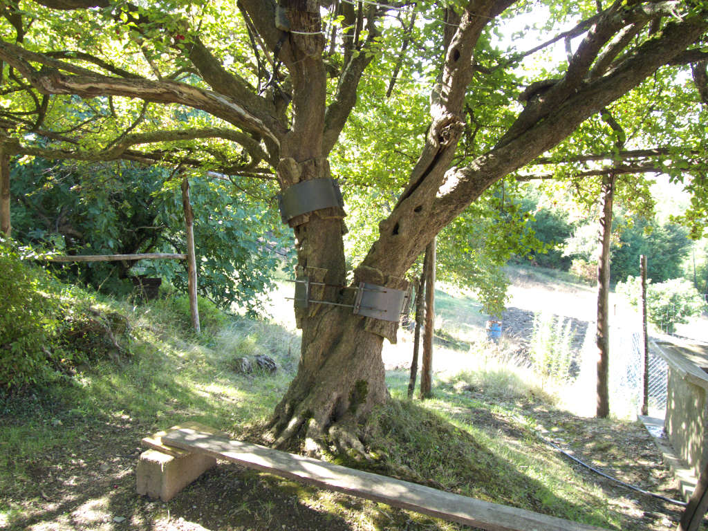 Cornus mas di Travale