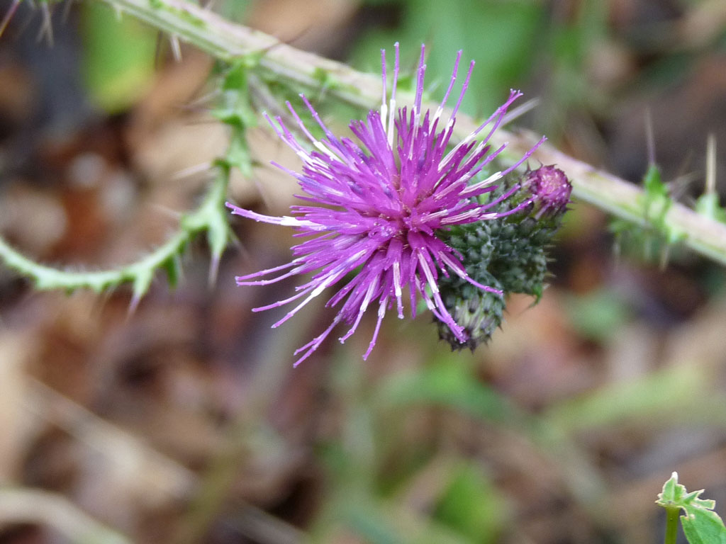 Cirsium palustre / Cardo di palude