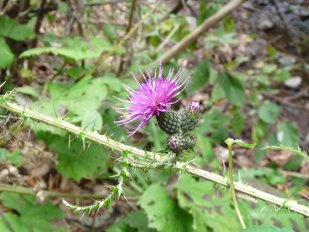 Cirsium palustre / Cardo di palude