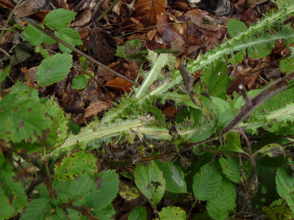 Cirsium palustre / Cardo di palude