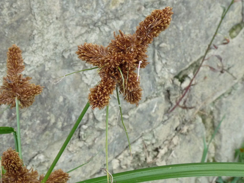 Cyperus glomeratus / Zigolo ferrugineo