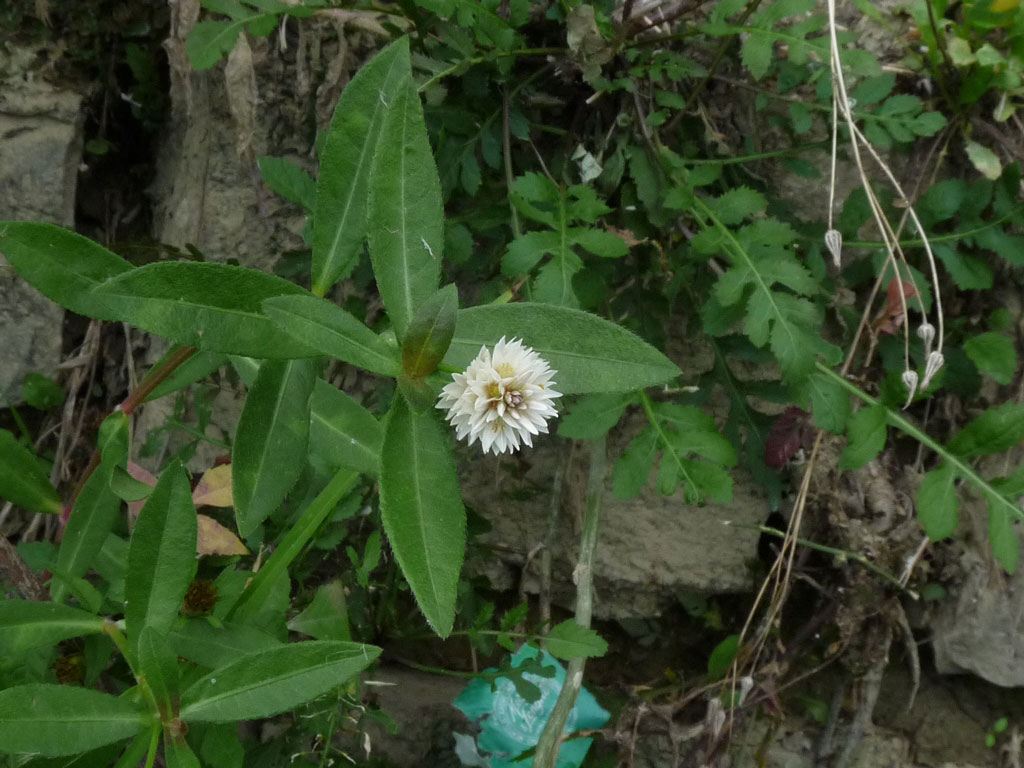 Alternanthera philoxeroides (Mart.) Griseb.