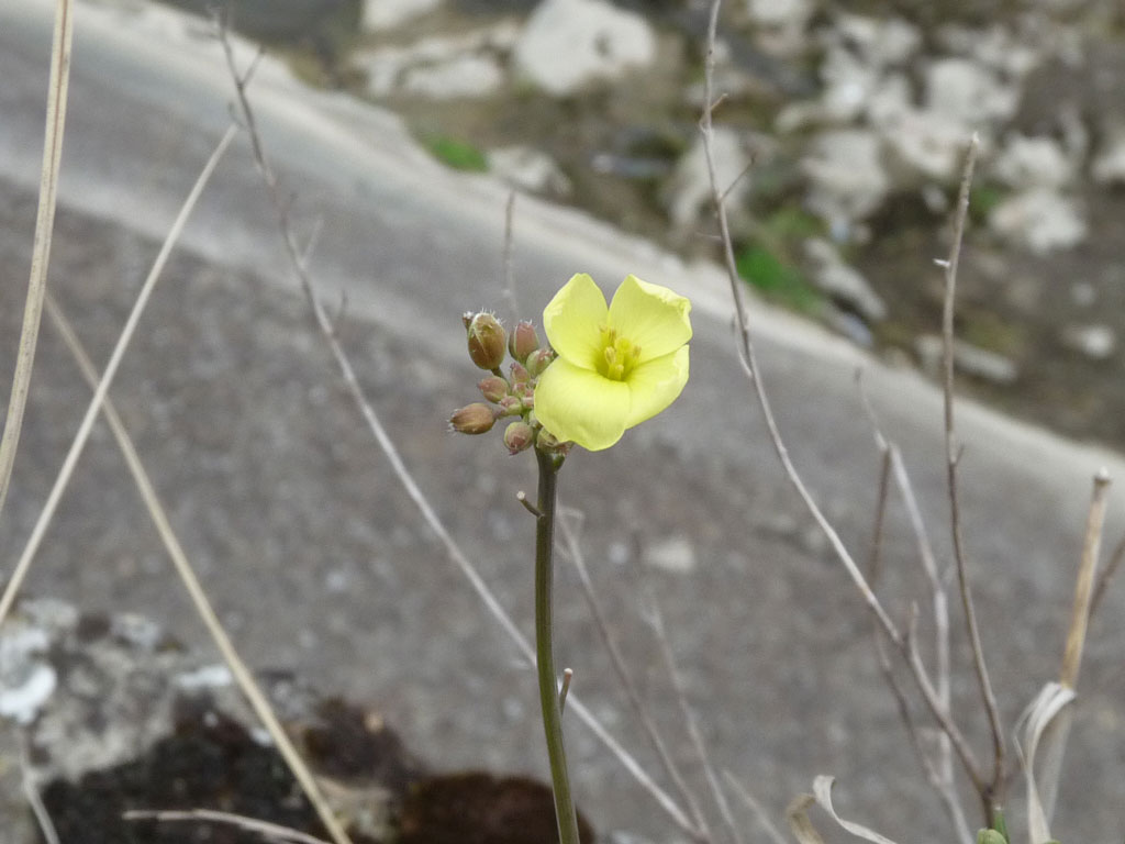 Fiore giallo sull''argine dell''arno. Diplotaxis tenuifolia