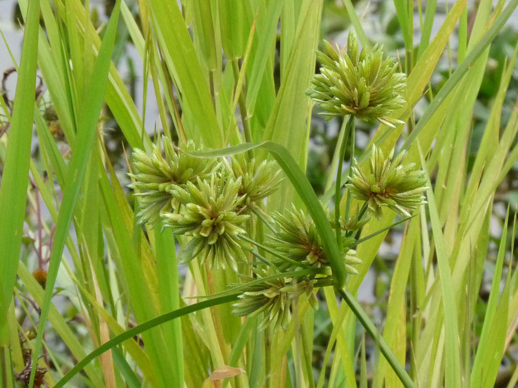 Riva Arno 1 -  Cyperus eragrostis