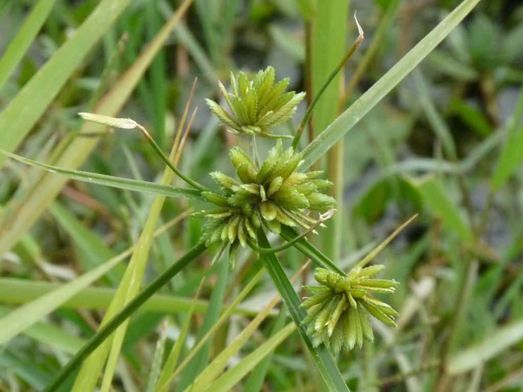 Riva Arno 1 -  Cyperus eragrostis