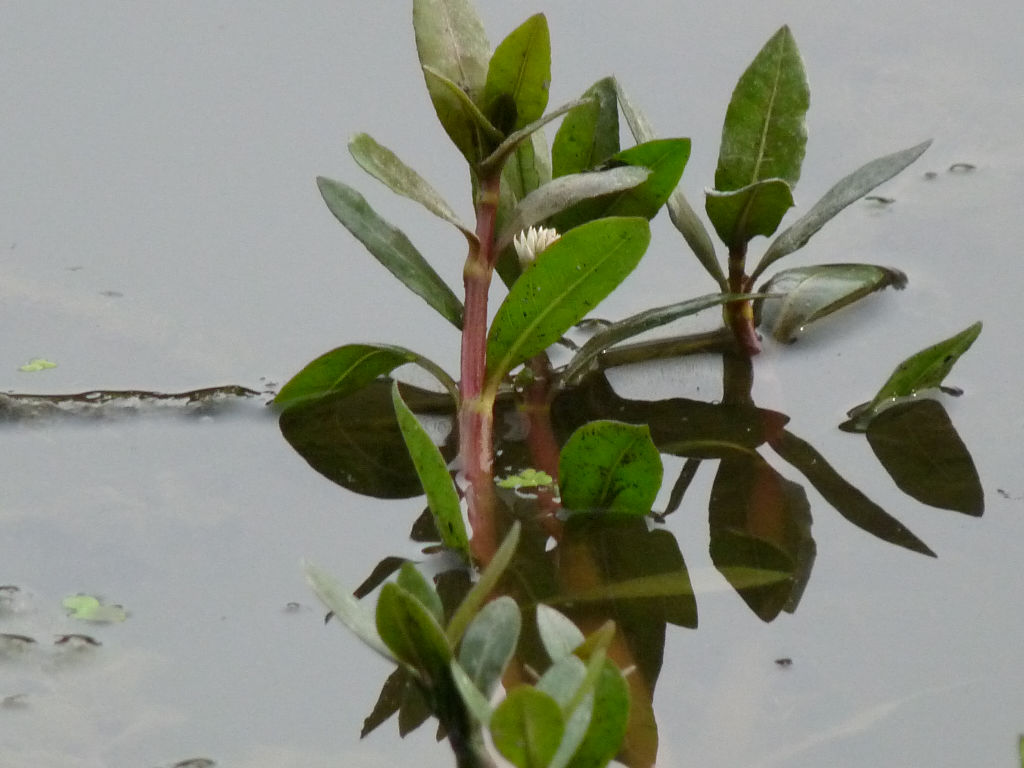 Alternanthera philoxeroides (Mart.) Griseb.