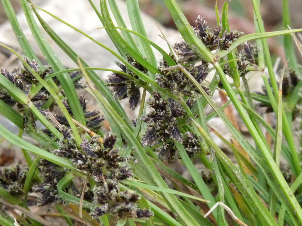 Cyperus fuscus / Zigolo nero