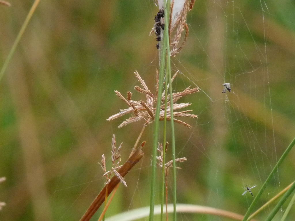 Cyperus longus /  Zigolo comune