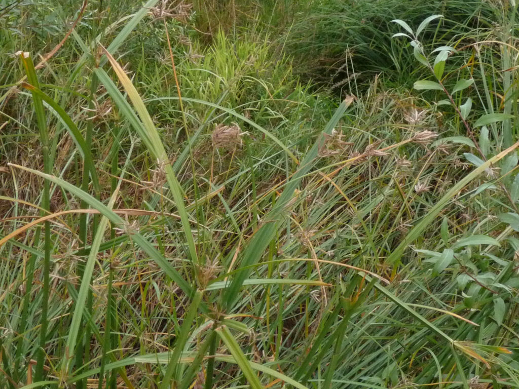 Cyperus longus /  Zigolo comune