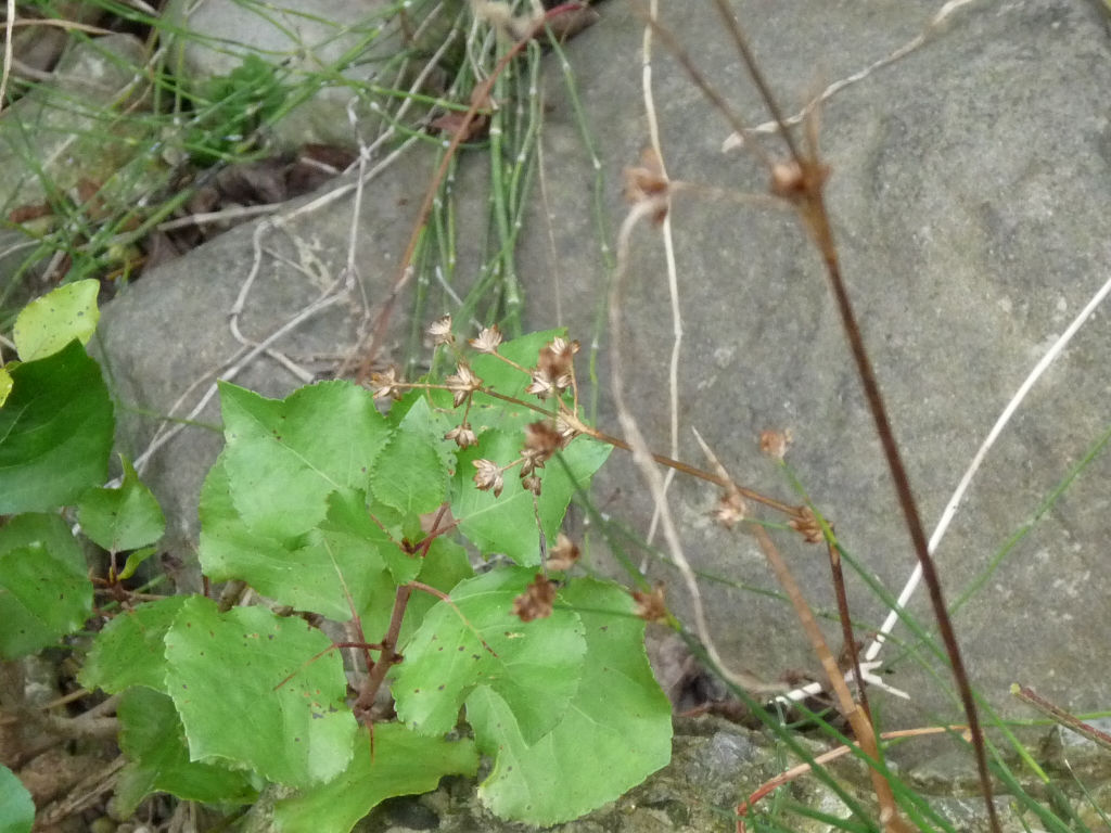 Riva Arno 4 - Juncus cfr.  articulatus