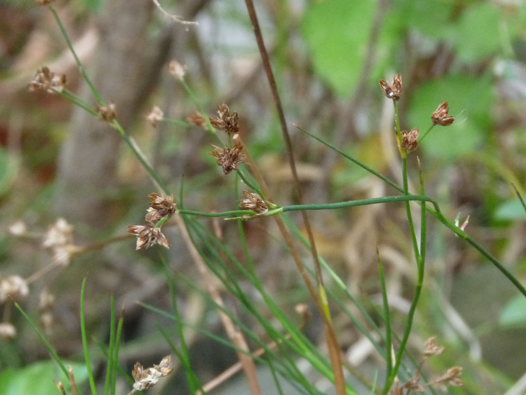 Riva Arno 4 - Juncus cfr.  articulatus