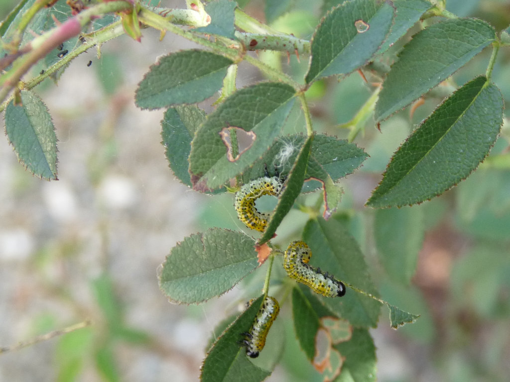 Larve su rosa (credo rosa Agrestis): Argidae- Arge ochropus